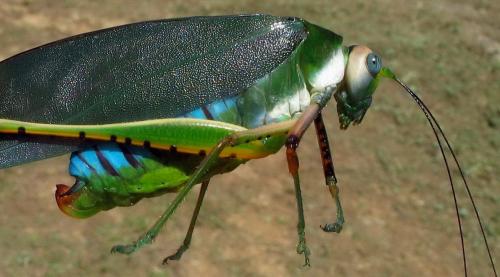 Réf. 18 847 : Arantia mammisignum