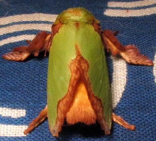 Parasa sp.
