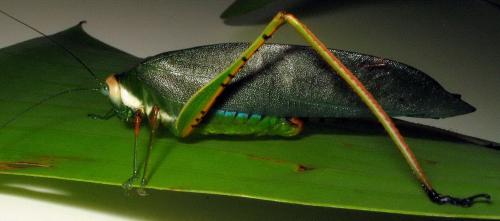 Arantia mammisignum