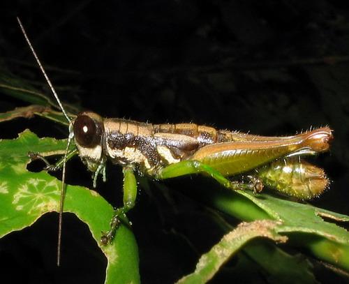 Réf. 18 973 : Pteropera sp.
