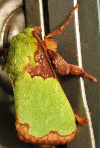 Parasa sp.