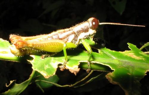 Pteropera sp.