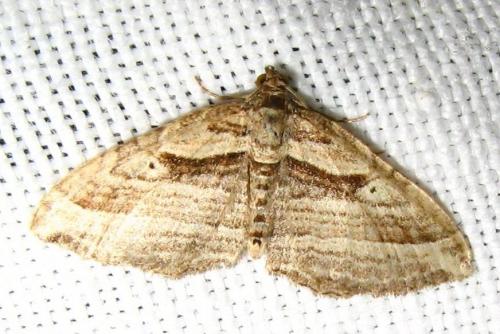 Réf. 18 209 : Costaconvexa polygrammata