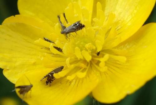 Glyphipterix sp.