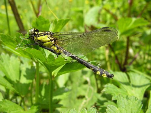 Réf. 18 435 : Gomphus vulgatissimus