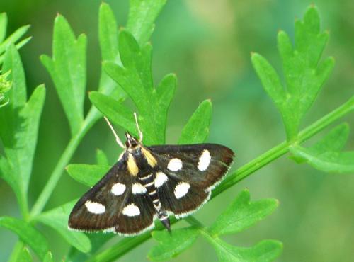 Réf. 18 388 : Anania funebris