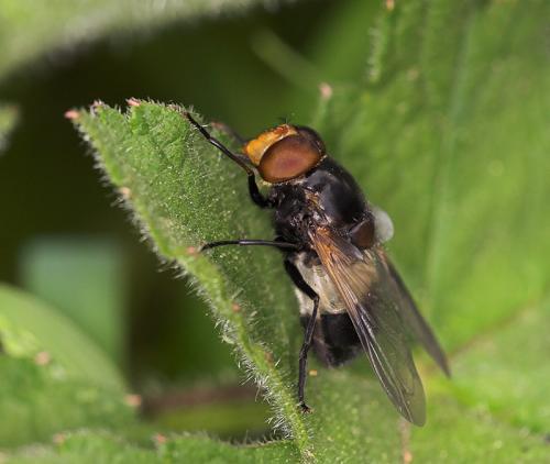 Volucella pellucens