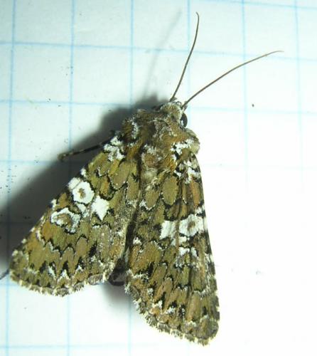 Réf. 18 831 : Hadena albimacula