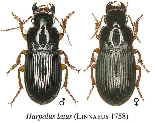 Réf. 18 781 : Harpalus latus
