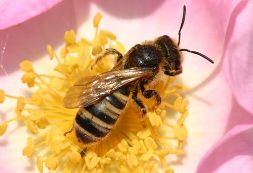 Halictus scabiosae