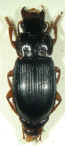 Harpalus laevipes