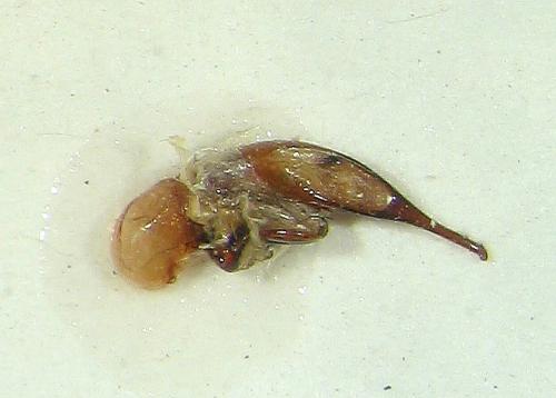 Harpalus laevipes