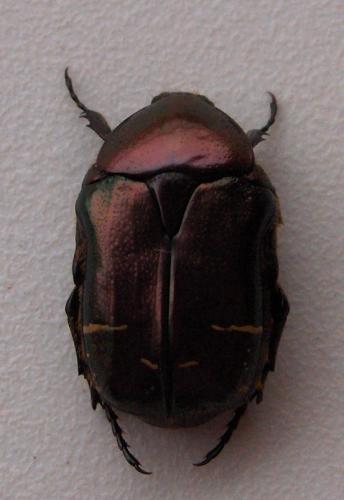 Cetonia aurata aurata