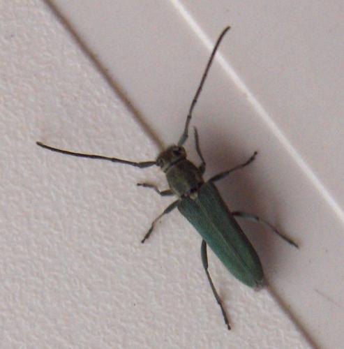 Opsilia coerulescens
