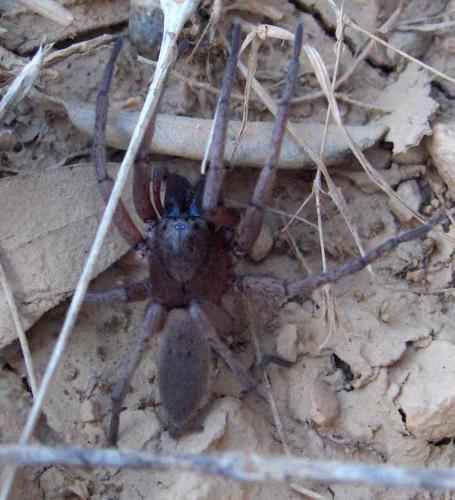 Drassodes sp.