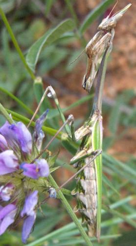 Réf. 18 851 : Empusa pennata