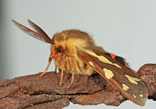 Réf. 18 288 : Hyphoraia testudinaria