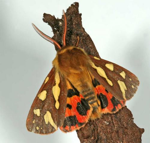 Réf. 18 286 : Hyphoraia testudinaria