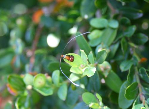 Adela australis