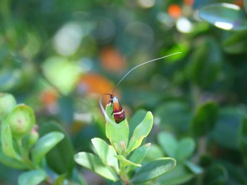 Adela australis