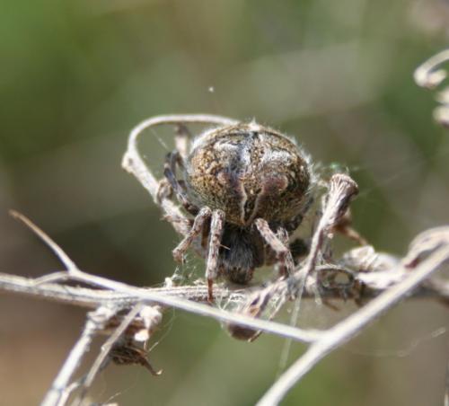 Agalenatea redii