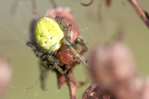 Araniella sp.