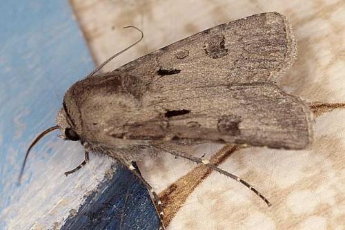 Réf. 18 573 : Agrotis exclamationis