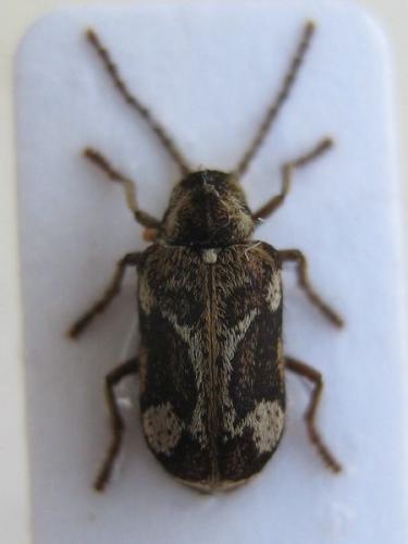 Ptinomorphus imperialis