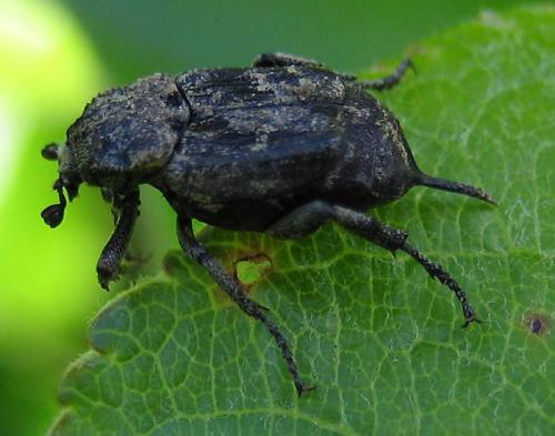Valgus hemipterus