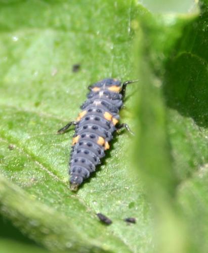 Coccinella septempunctata