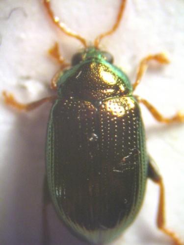 Réf. 18 023 : Crepidodera aurea