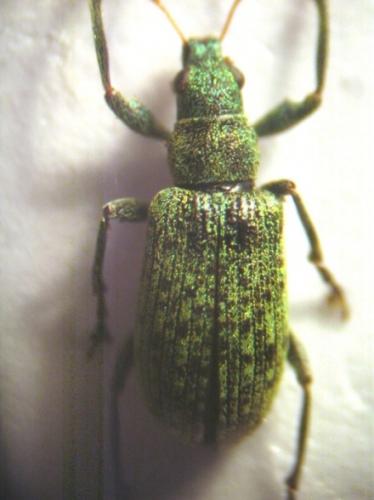 Réf. 18 022 : Polydrusus cervinus