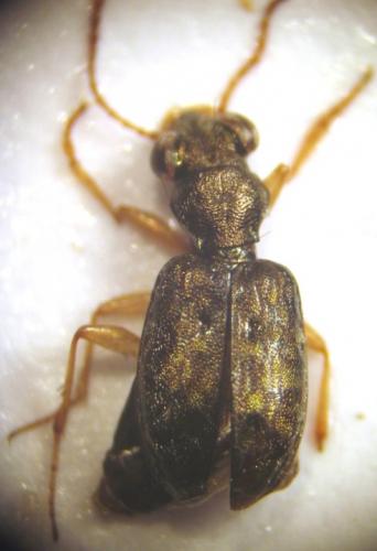 Asaphidion sp.