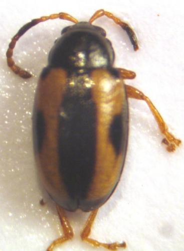 Réf. 18 108 : Phyllotreta ochripes