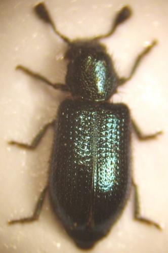 Réf. 18 109 : Necrobia violacea