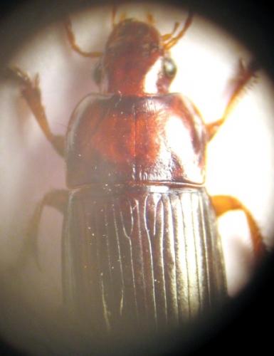 Harpalus sp.