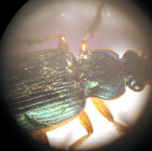 Chlaenius sp.
