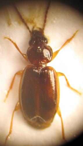 Réf. 18 248 : Trechus sp.
