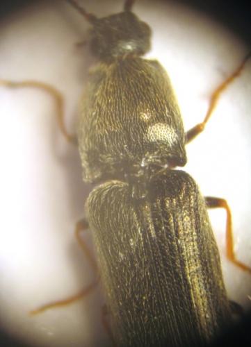 Réf. 18 249 : Nothodes parvulus