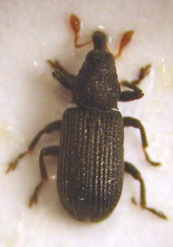 Magdalis sp.