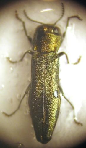 Agrilus sp.