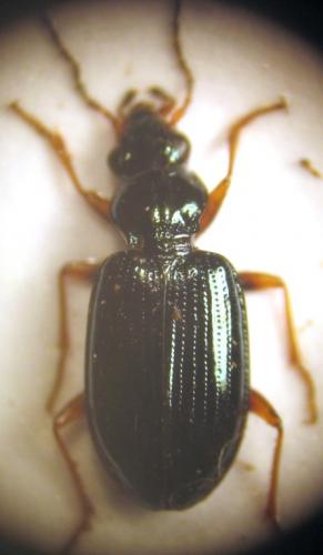 Bembidion latinum