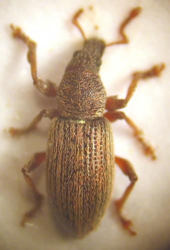 Réf. 18 531 : Polydrusus marginatus