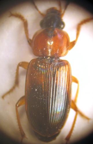 Stenolophus sp.