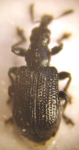 Deporaus betulae