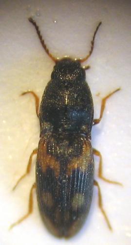 Negastrius pulchellus
