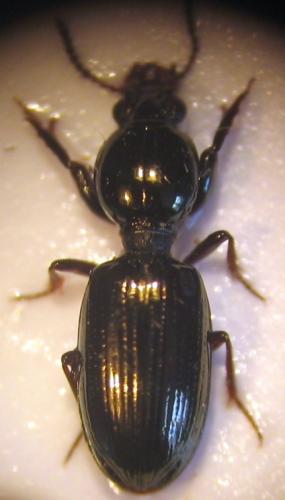 Dyschiriodes sp.