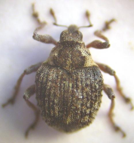 Neophytobius granatus