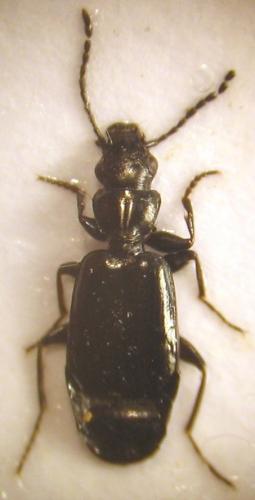 Réf. 18 764 : Microlestes minutulus
