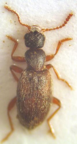 Anthicus flavipes